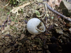 Satsuma sphaeroconus