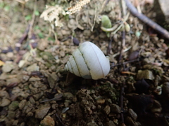 Satsuma sphaeroconus