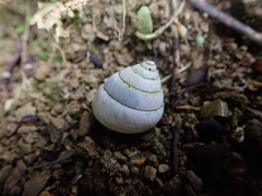 Satsuma sphaeroconus