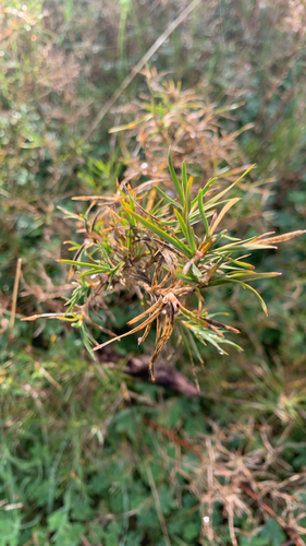 Acanthocarpus preissii (Acanthocarpus preissii)