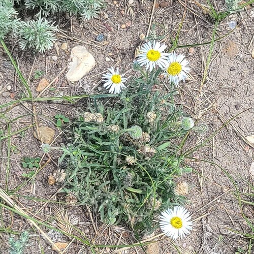 Erigeron pumilus, 2026-07-03
