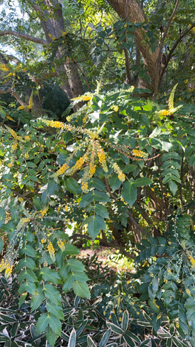 Mahonia oiwakensis, 2026-07-17