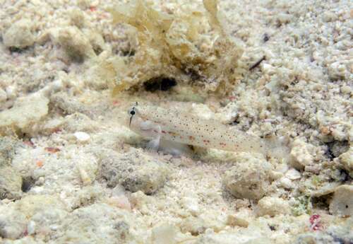 Gnatholepis ophthalmotaenia observed 2026-07-16