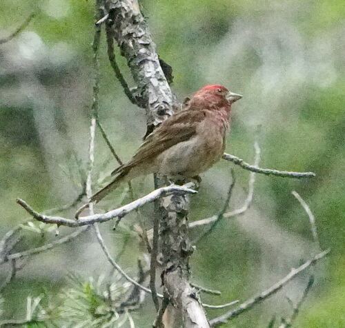 iNaturalist observation photo of Cassin's Finch