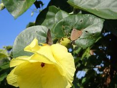 Deudorix epijarbas menesicles