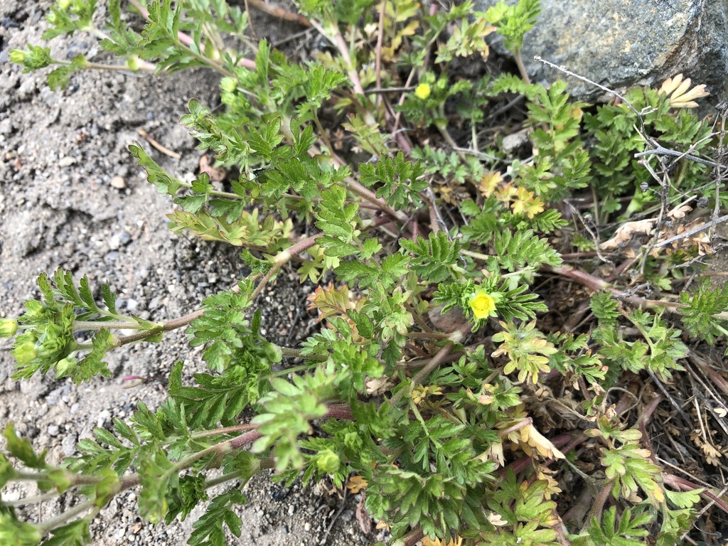 Prostrate cinquefoil (Potentilla supina)