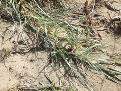 Spinifex