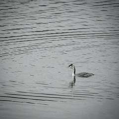 Podiceps cristatus