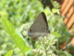 Deudorix epijarbas menesicles