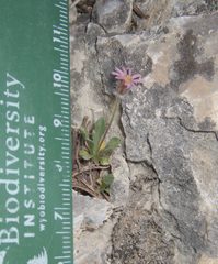 Erigeron uncialis, photograph (c) Spencer Hurt, some rights reserved (CC BY)