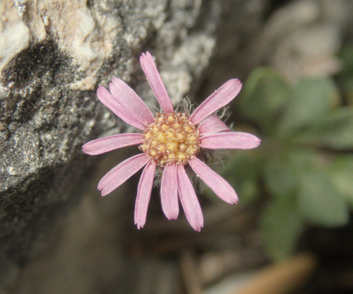 Erigeron uncialis