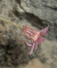 Erigeron uncialis, photograph (c) Spencer Hurt, some rights reserved (CC BY)