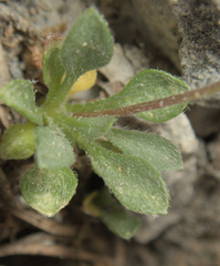 Erigeron uncialis, photograph (c) Spencer Hurt, some rights reserved (CC BY)