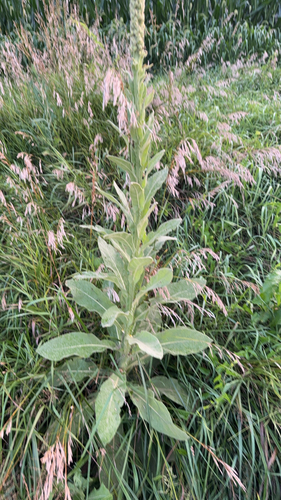 great mullein