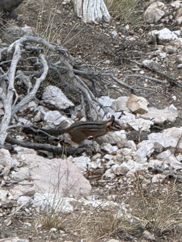 Cliff Chipmunk observed by noah__bryson