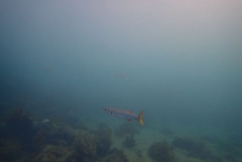 Sphyraena novaehollandiae observed 2026-07-17