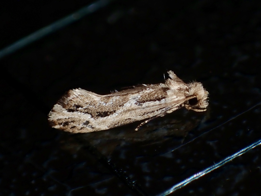 Moerarchis rectitrigonia