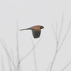Falco tinnunculus