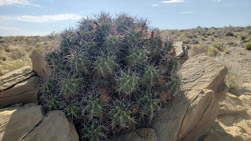 Kingcup Cactus