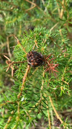 Melaleuca systena, photograph 3