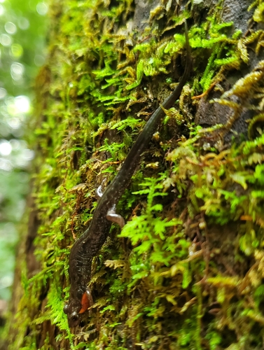 Imitator Salamander, Desmognathus imitator