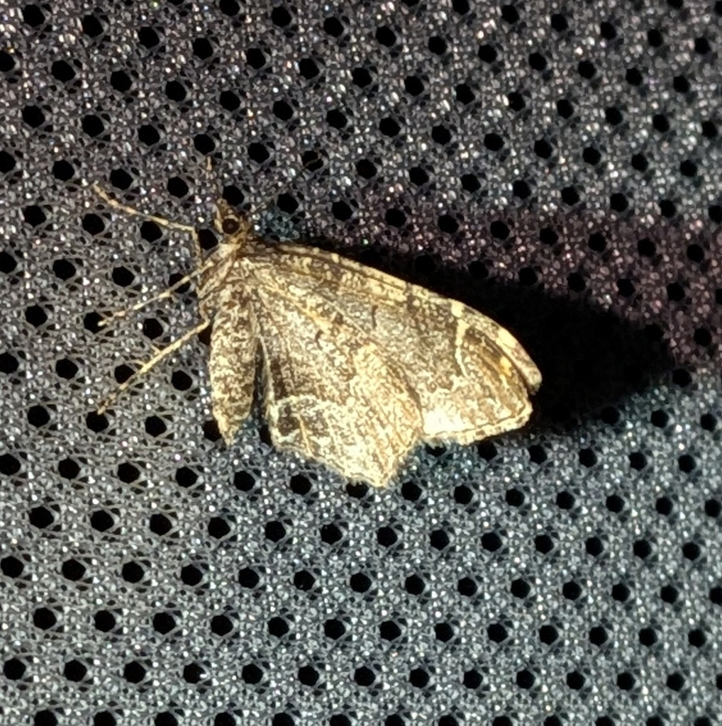 Guenée's Carpet Moth