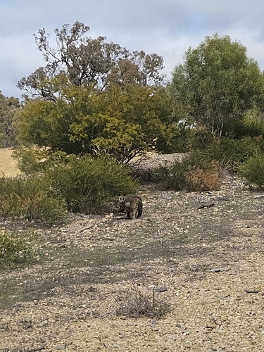 Swamp Wallaby