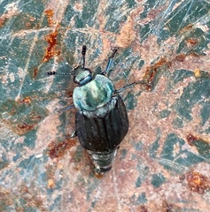 Thanatophilus micans