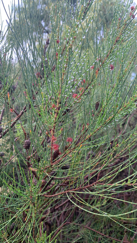 Allocasuarina lehmanniana (Allocasuarina lehmanniana)