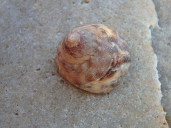 Bembicium