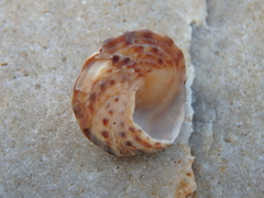 Bembicium