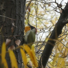 Picus viridis