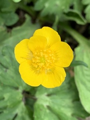 Ranunculus repens