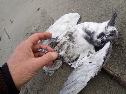 Blue Petrel (Halobaena caerulea), photo 4