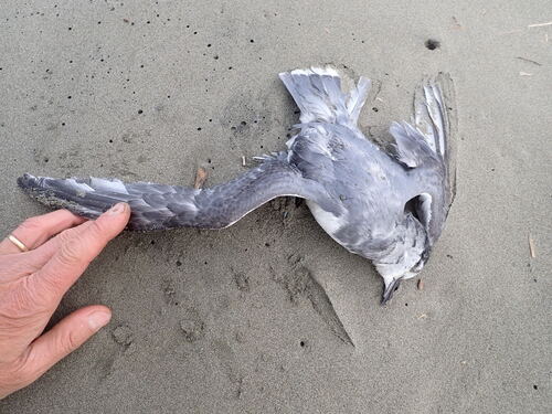 Blue Petrel (Halobaena caerulea), photo 5
