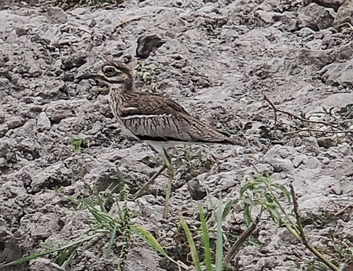 iNaturalist image