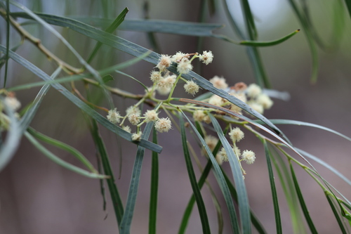 Acacia acrionastes observed 2026-07-16