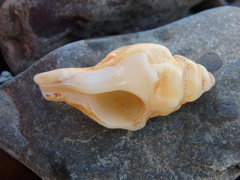 Pterochelus triformis