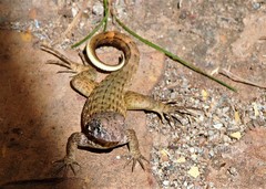 Leiocephalus carinatus