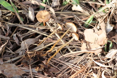 Strobilurus stephanocystis