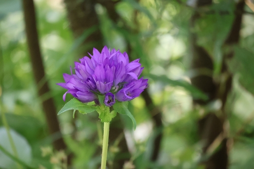 clustered bellflower