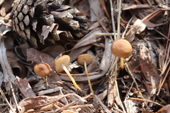 Strobilurus stephanocystis