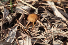 Strobilurus stephanocystis