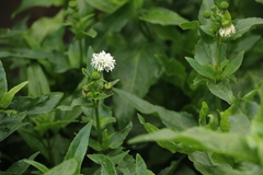 Gymnocoronis spilanthoides