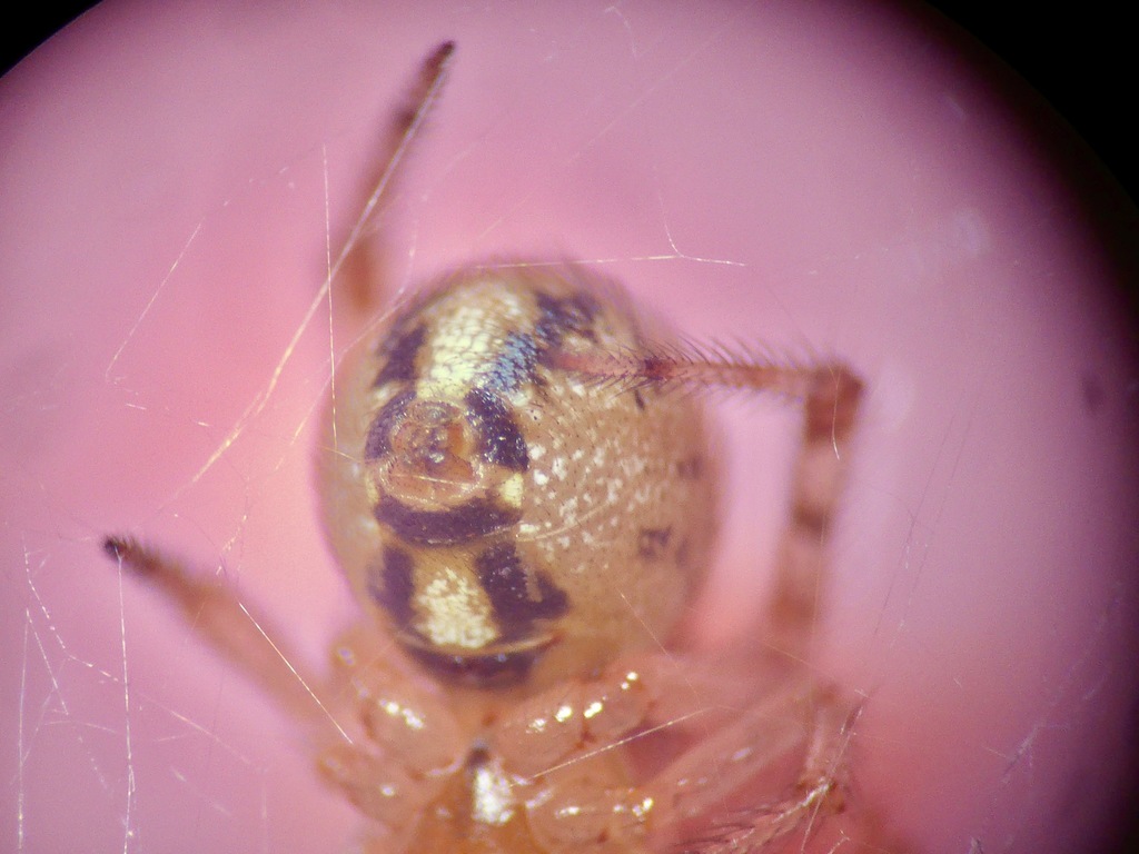 Diamond Comb-footed Spider