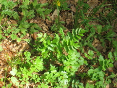 Pimpinella
