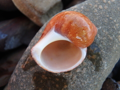 Phasianella ventricosa