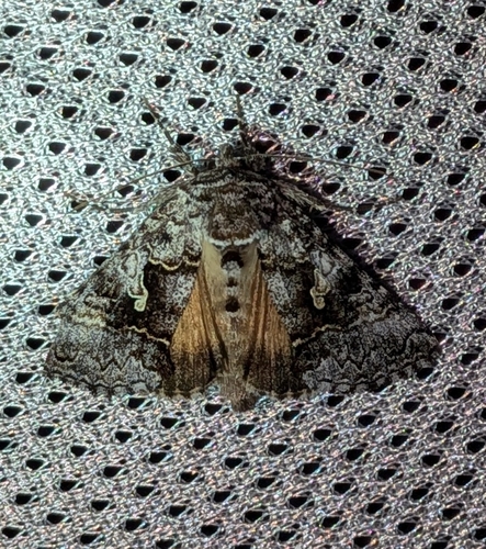 Syngrapha celsa photo 2
