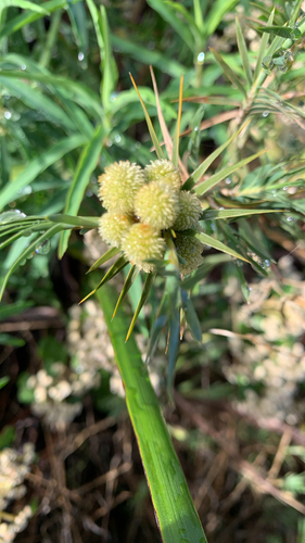 Acanthocarpus preissii (Acanthocarpus preissii)