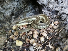 Thamnophis errans